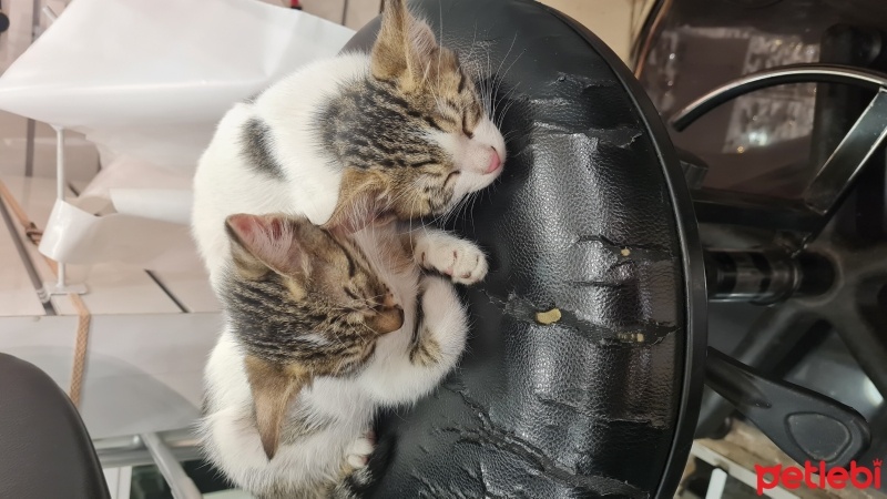 Tekir Kedi, Kedi  Zeytin fotoğrafı
