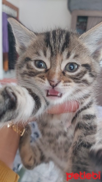 Tekir Kedi, Kedi  Minnoş fotoğrafı