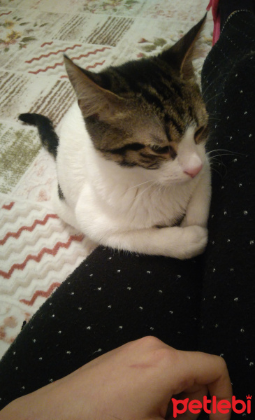 Tekir Kedi, Kedi  Milka fotoğrafı