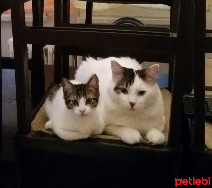 Tekir Kedi, Kedi  Milka fotoğrafı