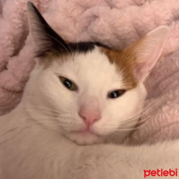 Tekir Kedi, Kedi  molly fotoğrafı