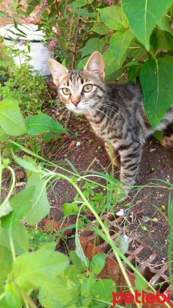 Tekir Kedi, Kedi  Jelibon fotoğrafı