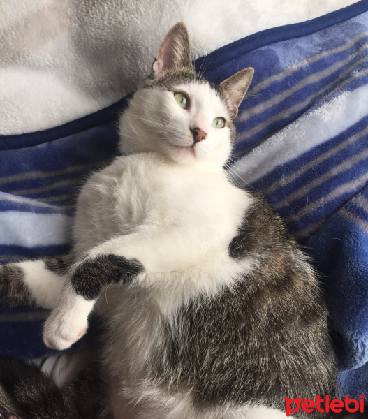 Tekir Kedi, Kedi  Zeytin fotoğrafı