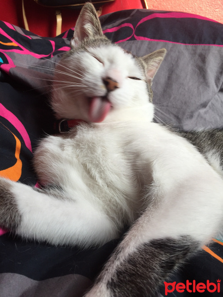 Tekir Kedi, Kedi  Zeytin fotoğrafı
