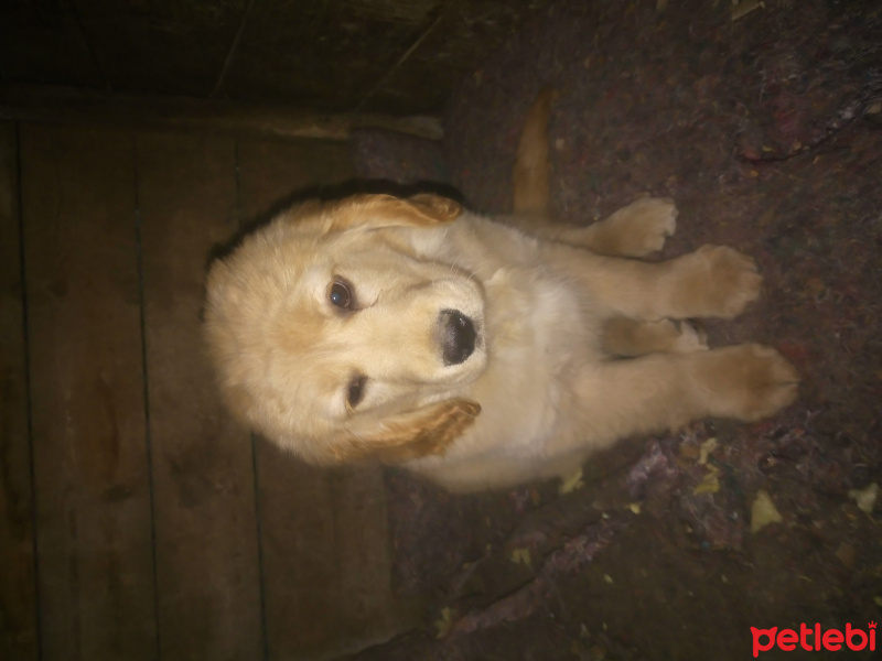 Golden Retriever, Köpek  Viktor fotoğrafı