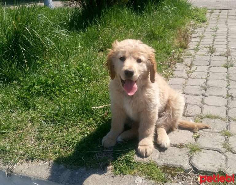 Golden Retriever, Köpek  Viktor fotoğrafı