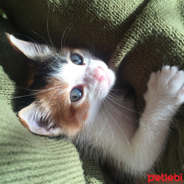 Tekir Kedi, Kedi  Zilli fotoğrafı