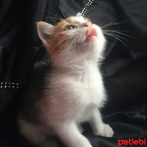 Tekir Kedi, Kedi  Zilli fotoğrafı