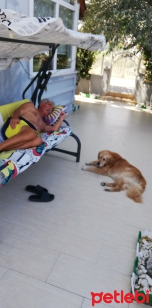 Golden Retriever, Köpek  Çakıl fotoğrafı