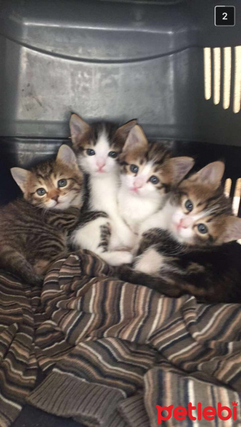 Tekir Kedi, Kedi  yavrular fotoğrafı
