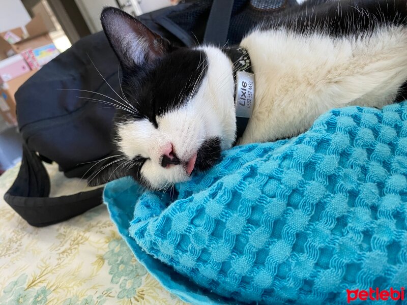 Tuxedo (Smokin) Kedi, Kedi  Lixie fotoğrafı