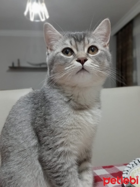 British Shorthair, Kedi  ATEŞ fotoğrafı