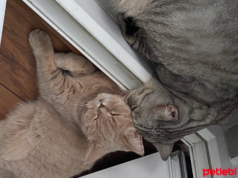 British Shorthair, Kedi  Duman ve tarçın iki tane var fotoğrafı