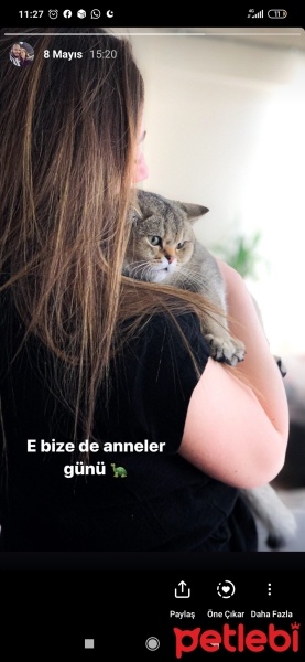 Brazilian Shorthair, Kedi  Fıstık fotoğrafı