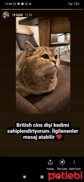 Brazilian Shorthair, Kedi  Fıstık fotoğrafı