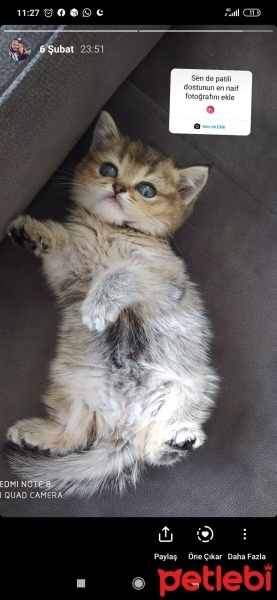 Brazilian Shorthair, Kedi  Fıstık fotoğrafı