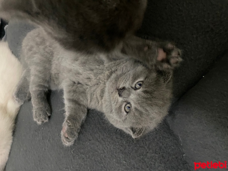 British Longhair, Kedi  Duman fotoğrafı