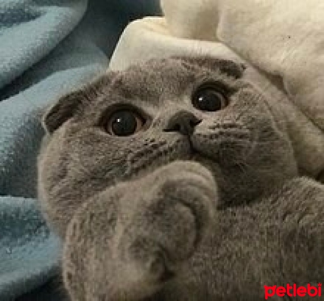 Scottish Fold, Kedi  AYTEK fotoğrafı