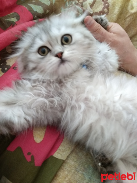Scottish Fold, Kedi  Aslan fotoğrafı