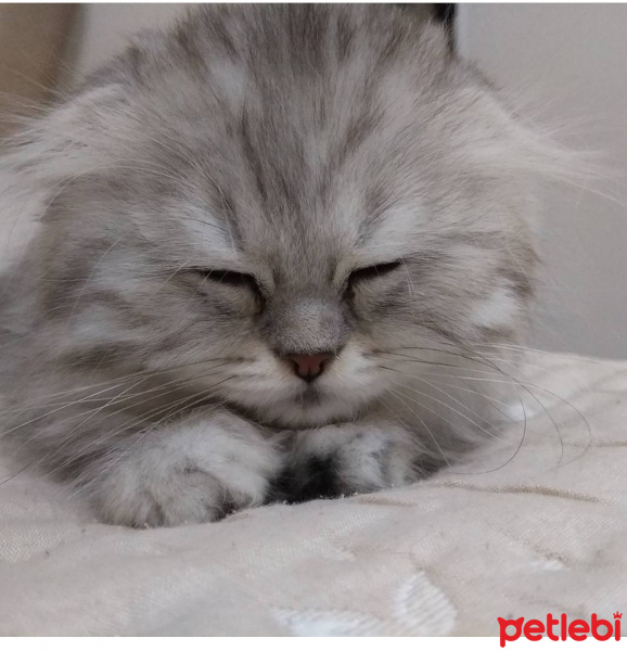 Scottish Fold, Kedi  Aslan fotoğrafı
