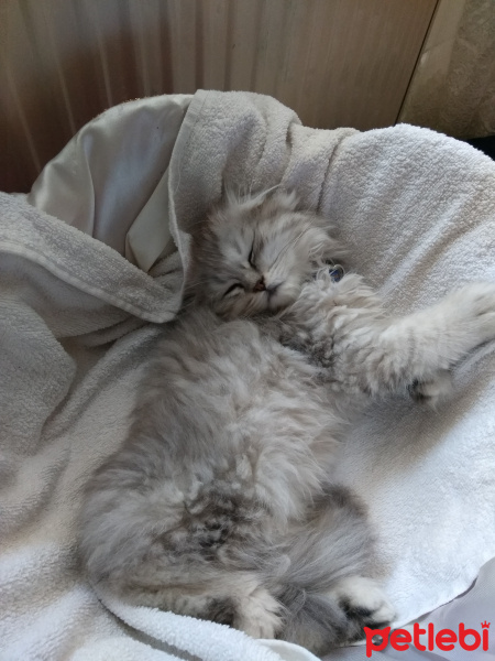 Scottish Fold, Kedi  Aslan fotoğrafı
