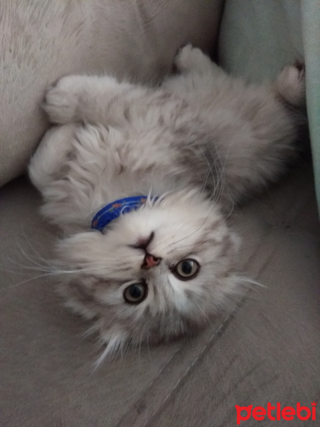 Scottish Fold, Kedi  Aslan fotoğrafı