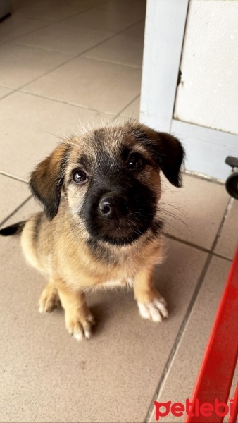 Kangal, Köpek  Neela fotoğrafı
