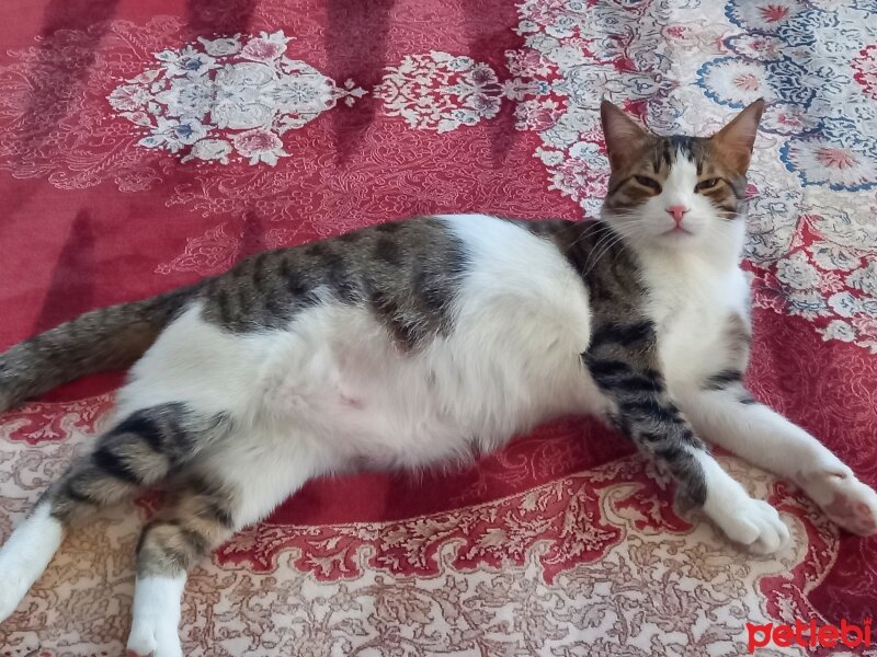 Tekir Kedi, Kedi  Karpuz fotoğrafı