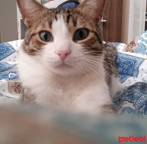 Tekir Kedi, Kedi  Karpuz fotoğrafı