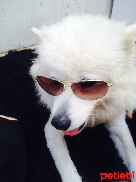Samoyed, Köpek  Somoyet fotoğrafı