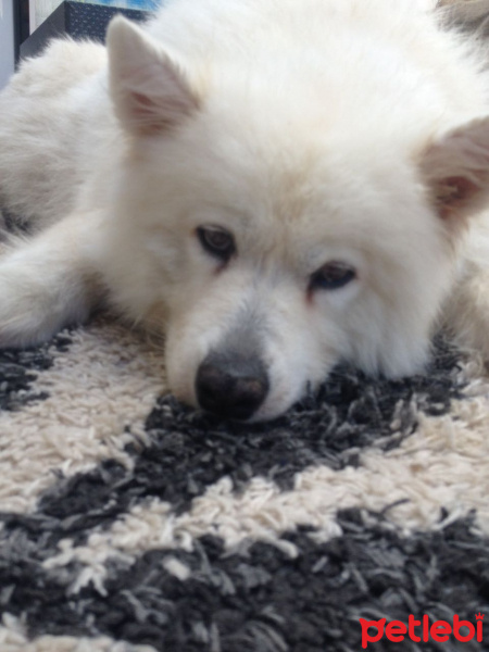 Samoyed, Köpek  Somoyet fotoğrafı