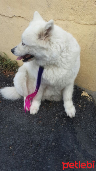 Samoyed, Köpek  Somoyet fotoğrafı