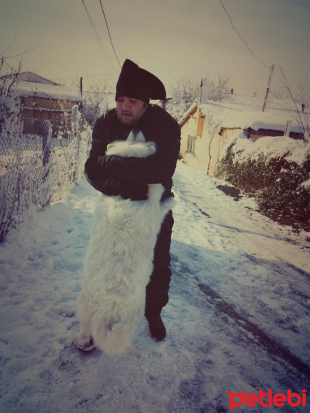 Samoyed, Köpek  Somoyet fotoğrafı