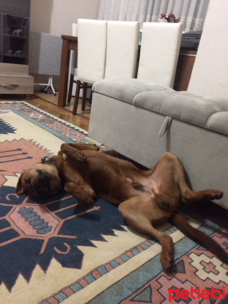 Chow Chow (çin Aslanı), Köpek  Pascal fotoğrafı