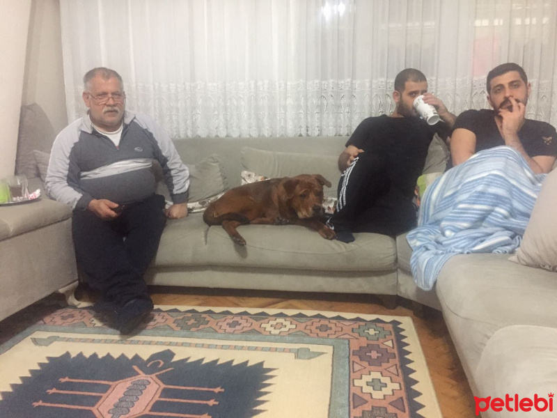 Chow Chow (çin Aslanı), Köpek  Pascal fotoğrafı