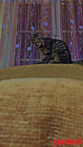 Tekir Kedi, Kedi  Duman fotoğrafı