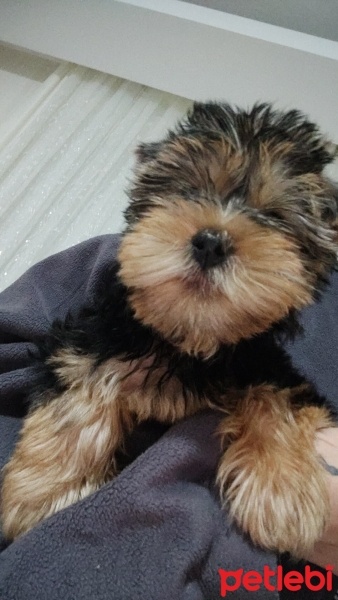 Yorkshire Terrier, Köpek  Ares fotoğrafı
