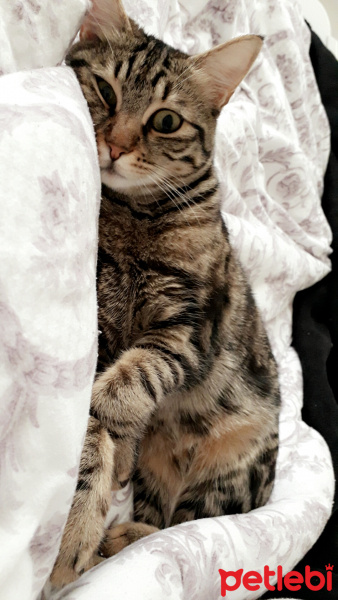 Tekir Kedi, Kedi  Lokum fotoğrafı