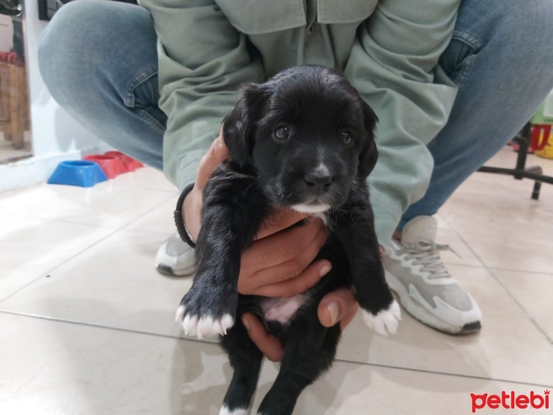 Maltese, Köpek  Lina fotoğrafı