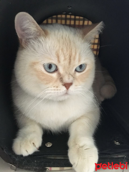 British Shorthair, Kedi  Pati fotoğrafı