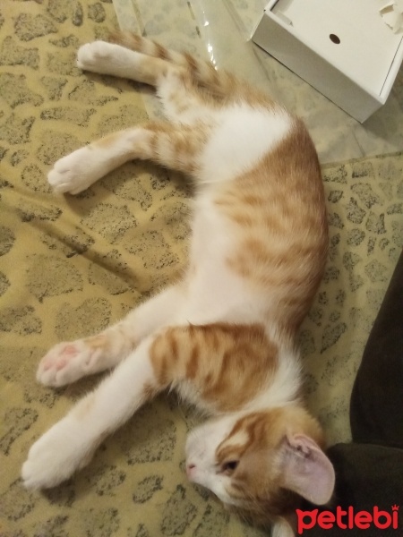 Sarman, Kedi  Elanor fotoğrafı