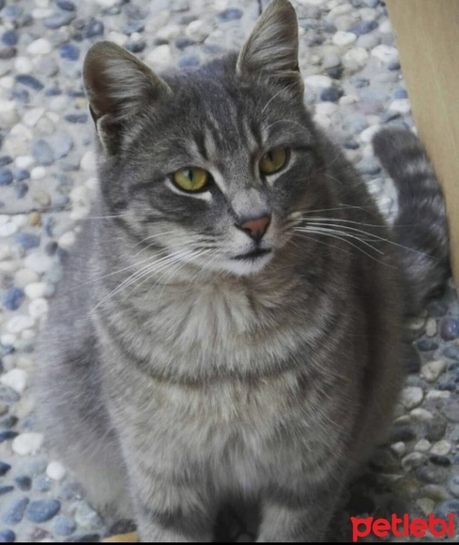 Tekir Kedi, Kedi  Duman fotoğrafı