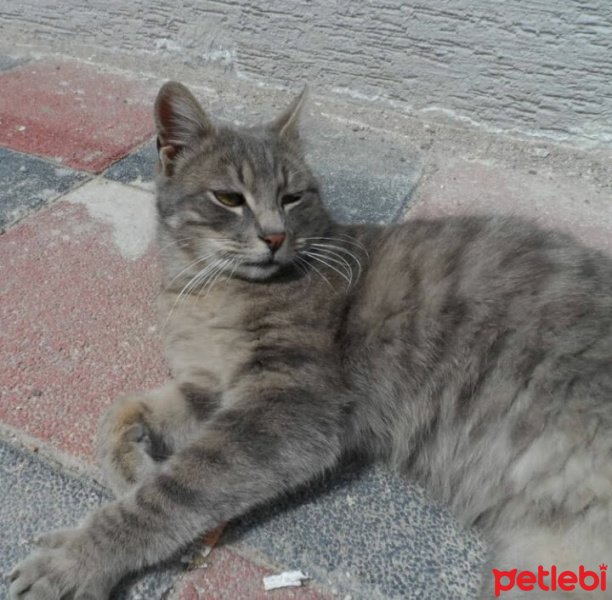 Tekir Kedi, Kedi  Duman fotoğrafı