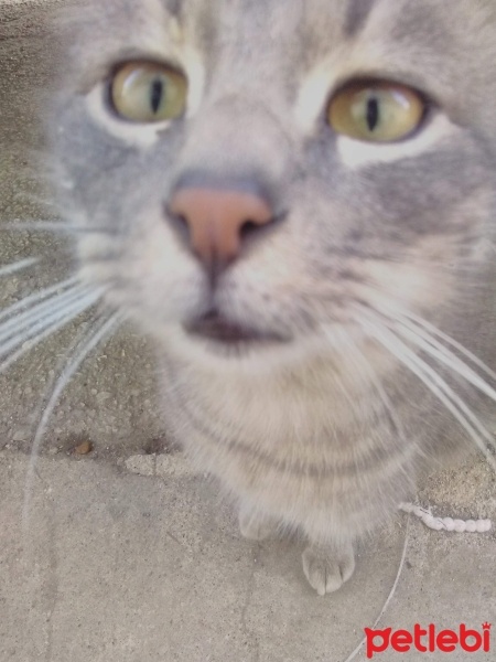 Tekir Kedi, Kedi  Duman fotoğrafı