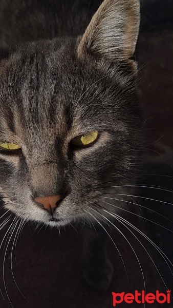 Tekir Kedi, Kedi  Duman fotoğrafı