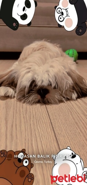 Shih Tzu, Köpek  Gofret fotoğrafı