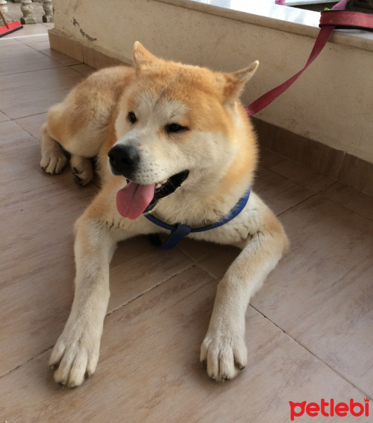 Akita İnu, Köpek  Russell fotoğrafı