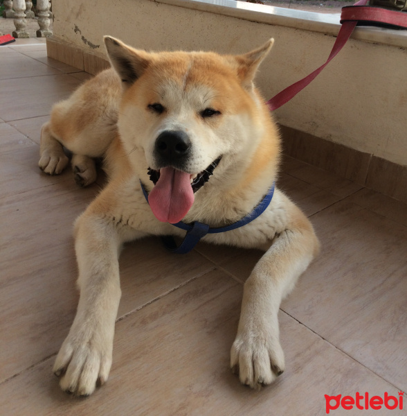 Akita İnu, Köpek  Russell fotoğrafı