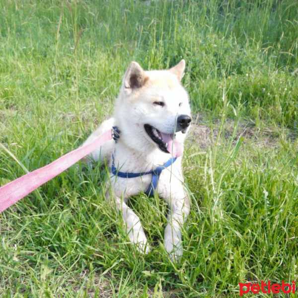 Akita İnu, Köpek  Russell fotoğrafı