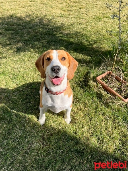 Beagle, Köpek  MAYLO fotoğrafı